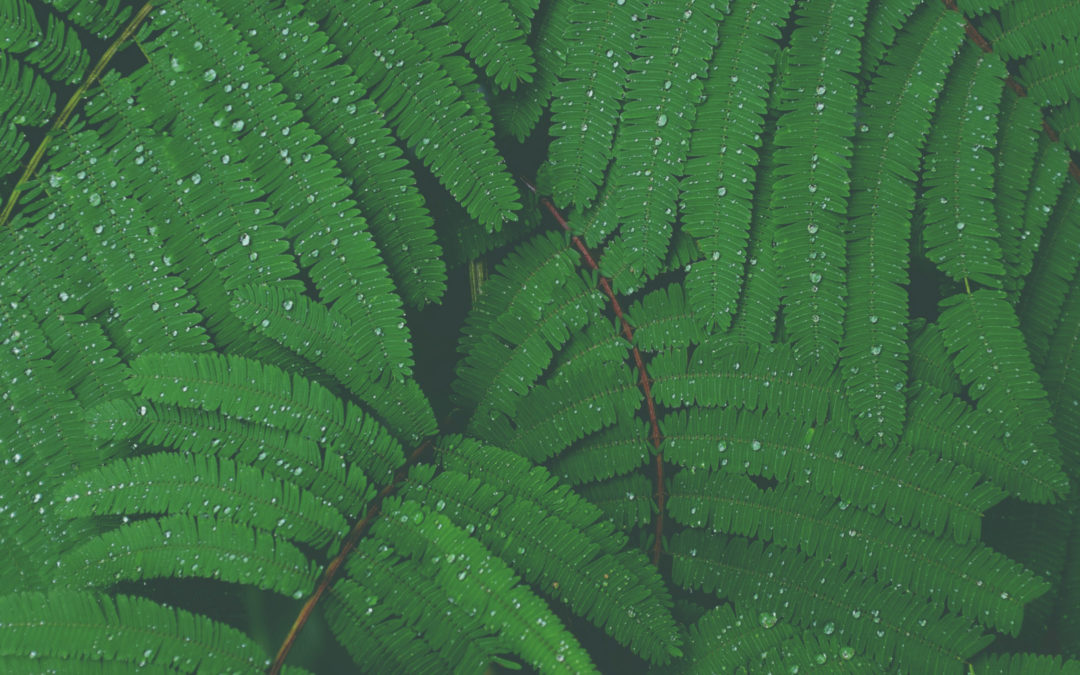 BIOPESTICIDI DI ORIGINE NATURALE